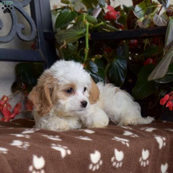 Cinnamon, Cavachon Puppy